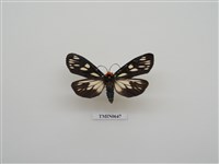 藏品(巨網燈蛾)的圖片